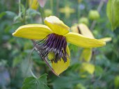 Clematis Helios